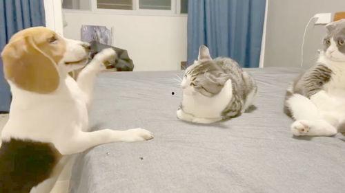 吃瓜群众太抢眼什么意思,揭秘网络热议背后的现象