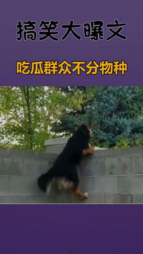 吃瓜群众到底有多烦啊,喧嚣背后的烦恼与反思