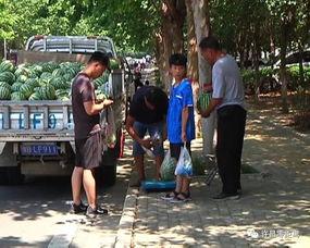 鄯善吃瓜群众事迹简介,吃瓜群众的传奇事迹