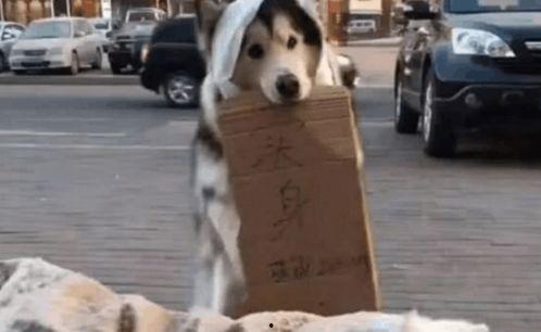 吃瓜群众小二狗,揭秘娱乐圈那些事儿