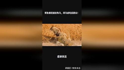 鳄鱼捕食河马吃瓜群众,一场惊心动魄的捕食大戏