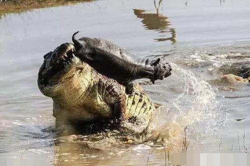 鳄鱼捕食河马吃瓜群众,一场惊心动魄的捕食大戏