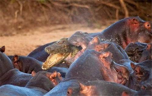 鳄鱼捕食河马吃瓜群众,一场惊心动魄的捕食大戏