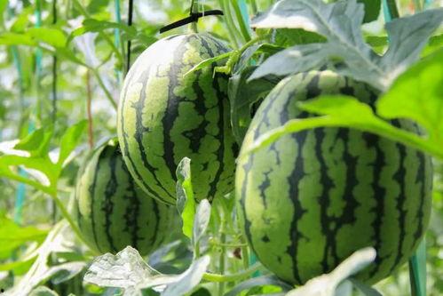 吃瓜群众以往哪些瓜好吃,盘点那些让人回味无穷的“瓜中佳品”