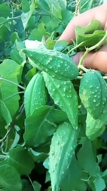 吃瓜群众吃植物,揭秘植物如何“吃”与“被吃”