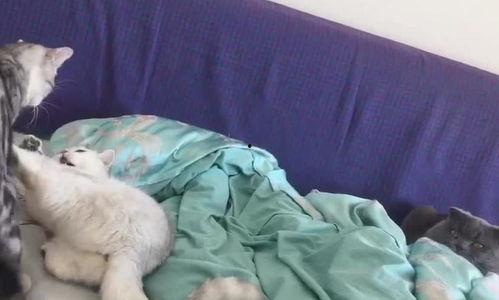 学生打架看热闹吃瓜群众,围观学生打架，吃瓜群众众生相