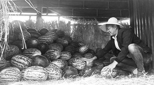 张庄吃瓜群众事件始末,一场网络舆论的风暴与反思