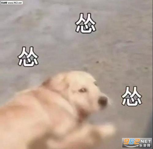 吃瓜群众小狗子图片表情包,萌态可掬，笑点满满