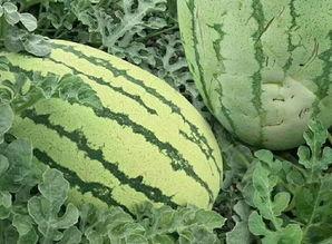 金乡花样吃瓜群众,花样吃瓜群众，解锁夏日清凉新姿势